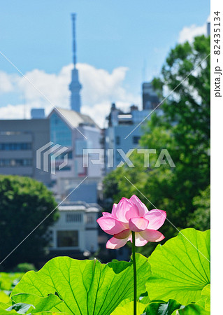 上野 不忍池の美しい蓮の花と東京スカイツリーの写真素材