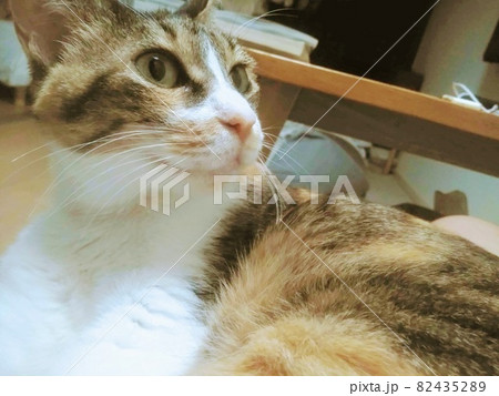 【ねこ】三毛猫の日常 82435289