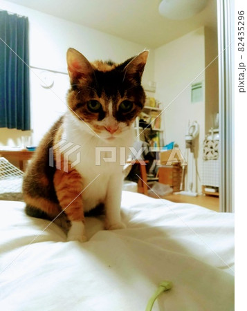 【ねこ】三毛猫の日常 【ねこ】三毛猫の日常 82435296