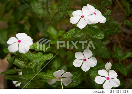 雨の日の花 雨の日の花 82435438