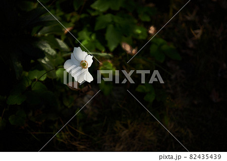 雨の日の花 雨の日の花 82435439