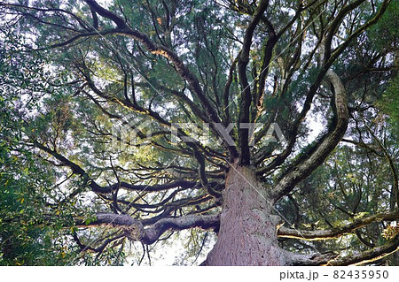 市房神社の参道の杉の巨木 市房神社の参道の杉の巨木 82435950
