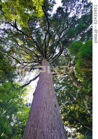 市房神社の参道の杉の巨木 82435951