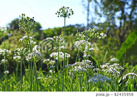 ニラの花と実 ニラの花と実 82435956