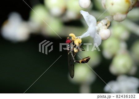 ヤブミョウガの花とコシボソハナアブ ヤブミョウガの花とコシボソハナアブ 82436102