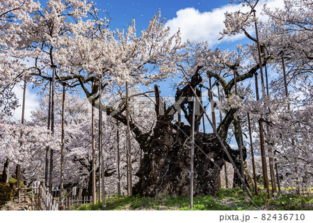 山梨県の山高神代桜2　日本三大桜の樹齢2000年になるエドヒガンザクラ 82436710