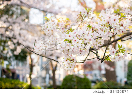 上野公園の桜／東京都台東区上野公園 82436874