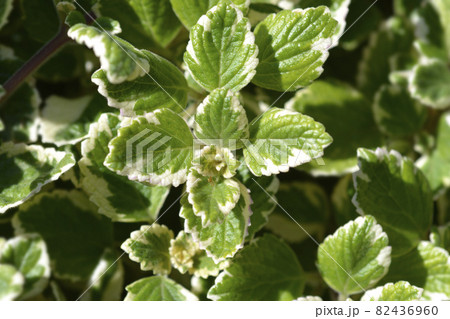 Swedish ivy Marginatus 82436960