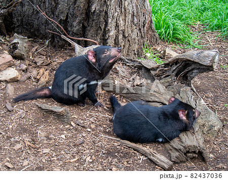 タスマニアデビル 二匹の写真素材