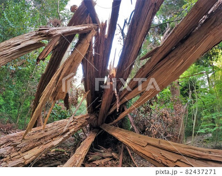 市房山参道の折れた杉の巨木 82437271