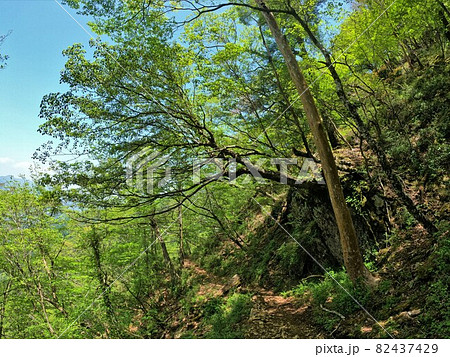 市房山登山道の張り出した木 市房山登山道の張り出した木 82437429