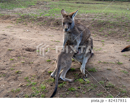 ワラビー カンガルー の親子 袋に入ろうとする子供の写真素材