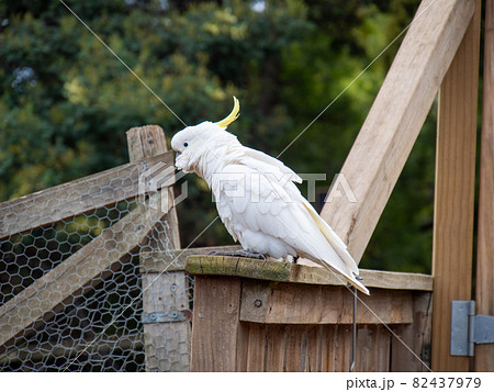 キバタン（オウム）　木にとまっている様子 82437979