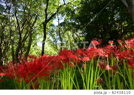 彼岸花（ヒガンバナ）と見上げる木々 82438110