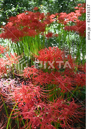 彼岸花(ヒガンバナ)の花の群生 彼岸花(ヒガンバナ)の花の群生 82438137