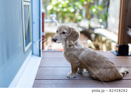 カニンヘンダックス　ウッドデッキで遊ぶ愛犬　1匹 82438262