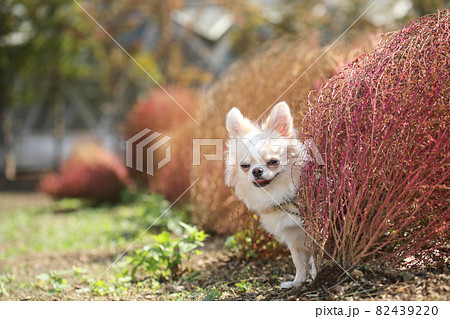 紅葉したコキアとクリーム色のロングコートチワワ 紅葉したコキアとクリーム色のロングコートチワワ 82439220