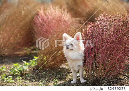 紅葉したコキアとクリーム色のロングコートチワワ 82439223