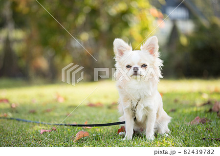 芝生の上で寛ぐ生後9ヶ月のクリーム色のロングコートチワワ 82439782