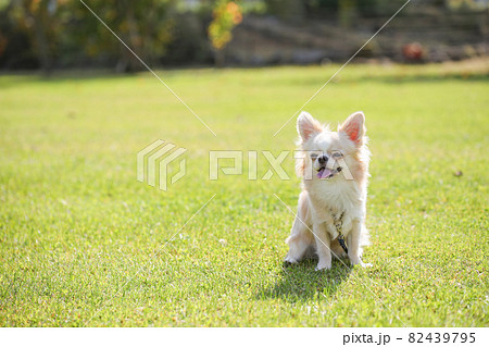 芝生の上で寛ぐ生後9ヶ月のクリーム色のロングコートチワワ 82439795
