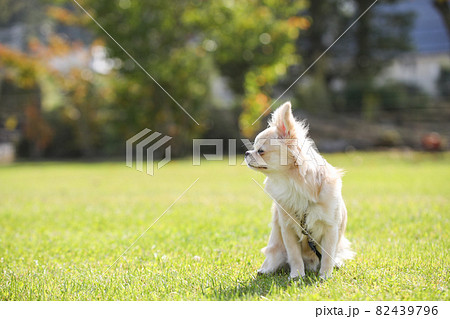 芝生の上で寛ぐ生後9ヶ月のクリーム色のロングコートチワワ 芝生の上で寛ぐ生後9ヶ月のクリーム色のロングコートチワワ 82439796