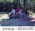 Small pony horse with red saddle on its back and large gray mane grazes on lawn and eats grass. Horse is resting on farm under the tree shadow, to which it is tied with rope so as not to get lost 82441265