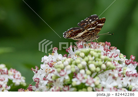 White flowers and the butterfly sitting against greens White flowers and the butterfly sitting against greens 82442286