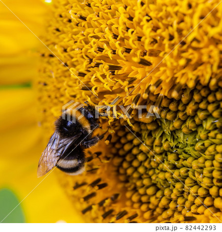 Black and yellow striped bee, honey bee, pollinating sunflowers close up low level view of single sunflower head with yellow petals Black and yellow striped bee, honey bee, pollinating sunflowers close up low level view of single sunflower head with yellow petals 82442293