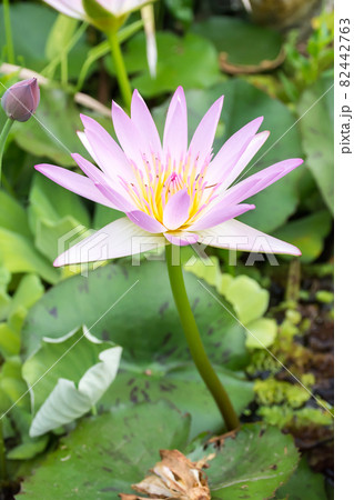 花 フラワー お花 82442763