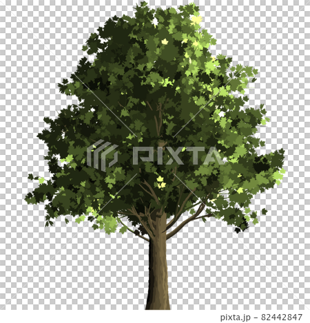 Maple tree 3 Maple tree 3 82442847