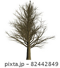 カエデの木 1 82442849