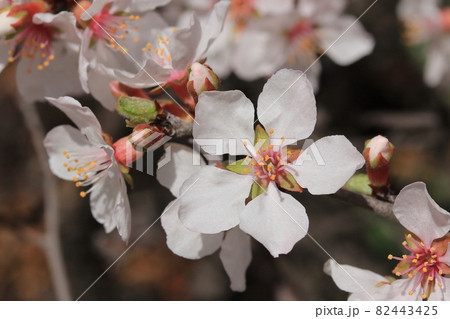 ユスラウメの花の写真素材