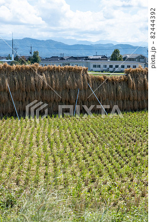 稲刈り後の田んぼの風景 石川県能美市 稲刈り後の田んぼの風景 石川県能美市 82444392