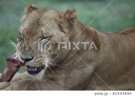 ライオン 82444894