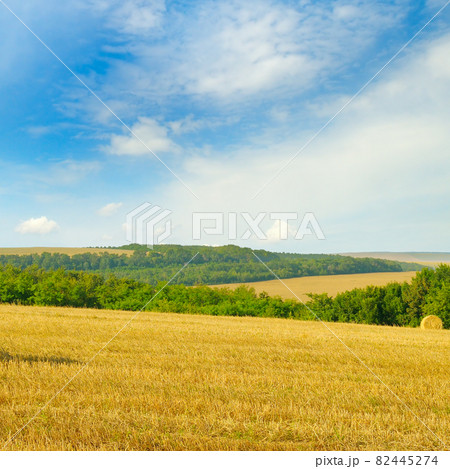 Mown wheat field with bales of straw against a blue sky on a summer day . 82445274