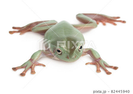 The Australian green frog isolated on...の写真素材 [82445940] PIXTA