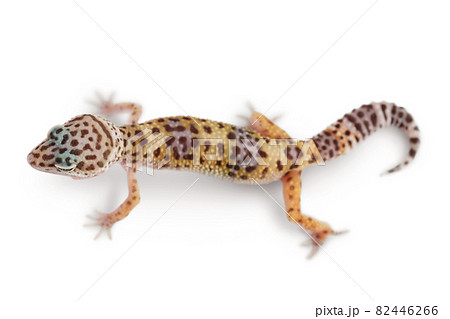 Leopard gecko or Eublepharis macularius isolated on white background with clipping path and full depth of field. Top view. Flat lay Leopard gecko or Eublepharis macularius isolated on white background with clipping path and full depth of field. Top view. Flat lay 82446266