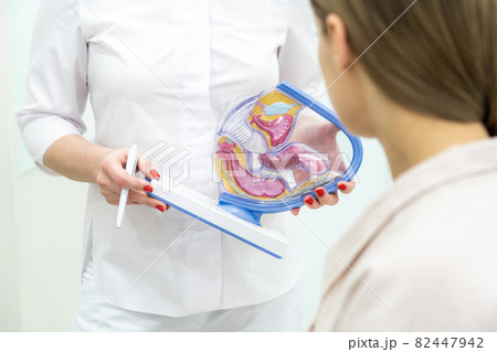 Gynecologist doctor consulting patient using uterus anatomy model Gynecologist doctor consulting patient using uterus anatomy model 82447942