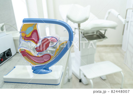 Concept for study of anatomy of uterus and appendages, illustration of female reproductive system Concept for study of anatomy of uterus and appendages, illustration of female reproductive system 82448007