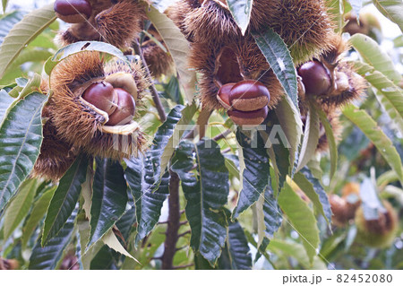 おいしく熟した見事な栗 おいしく熟した見事な栗 82452080