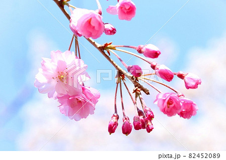 秋田角館枝垂　アキタカクノダテシダレ　枝垂れ桜　ピンク色　クローズアップ　青空背景 82452089