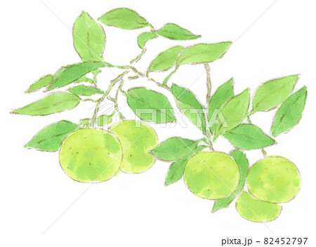 枝になっている蜜柑の水彩画イラスト 82452797