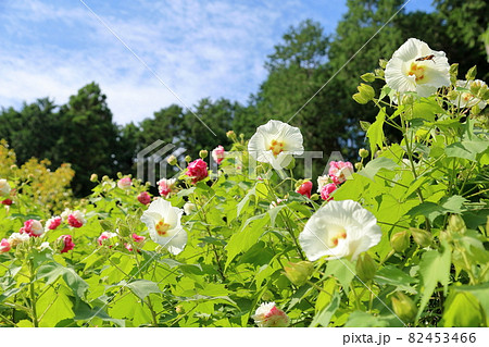 フヨウの花 フヨウの花 82453466