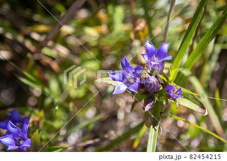 初秋の谷川岳天神平に咲くリンドウの花の写真素材