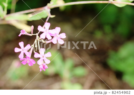 秋にも咲くムシトリナデシコ(虫取り撫子) 秋にも咲くムシトリナデシコ(虫取り撫子) 82454902