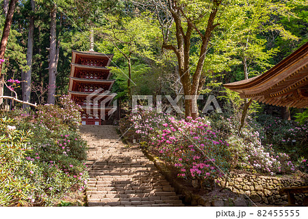 奈良県宇陀市 室生寺の五重塔への石段の左右に咲く初夏のシャクナゲの写真素材