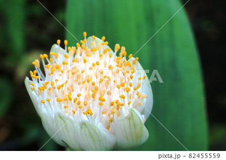 マユハケオモト(眉刷毛万年青)花弁はどこにあるの? マユハケオモト(眉刷毛万年青)花弁はどこにあるの? 82455559