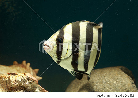 イシダイ 石鯛 イシダイ 石鯛 82455683