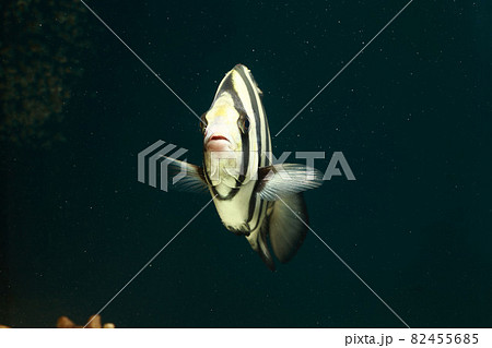 イシダイ　石鯛 82455685