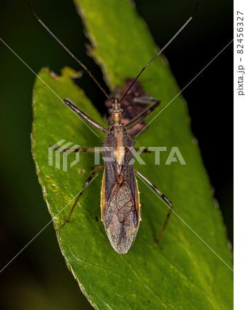 Adult Assassin Bug Adult Assassin Bug 82456327